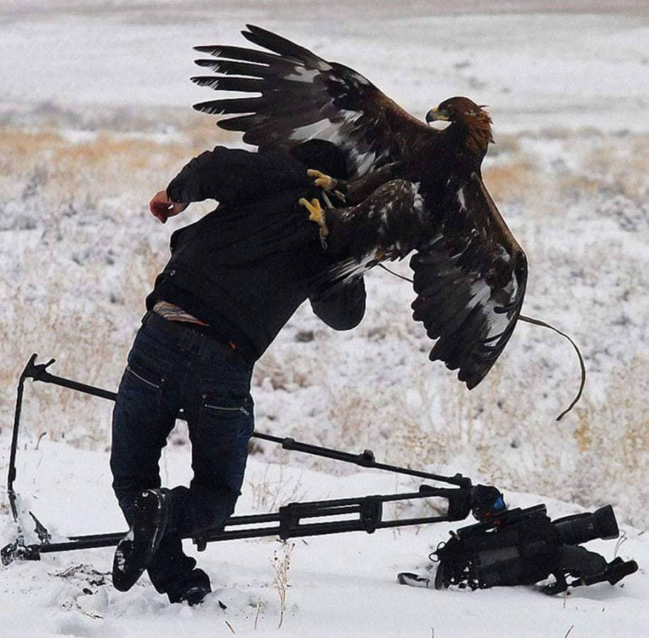 The Steller's Sea Eagle Around since the Age of the Dinosaurs - Blain