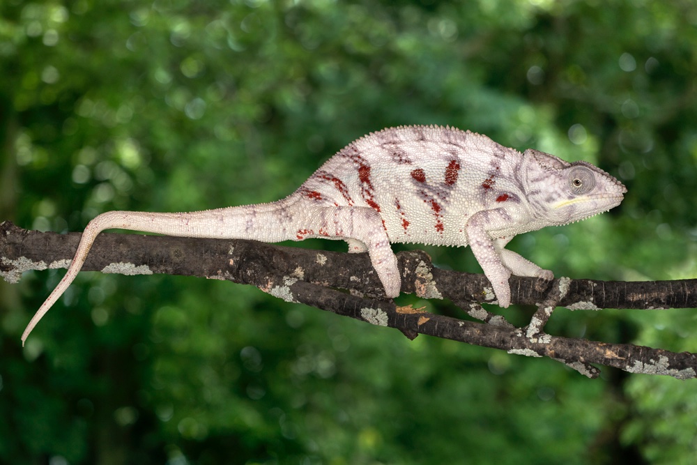 White panther chameleon - Jim Zuckerman photography & photo tours