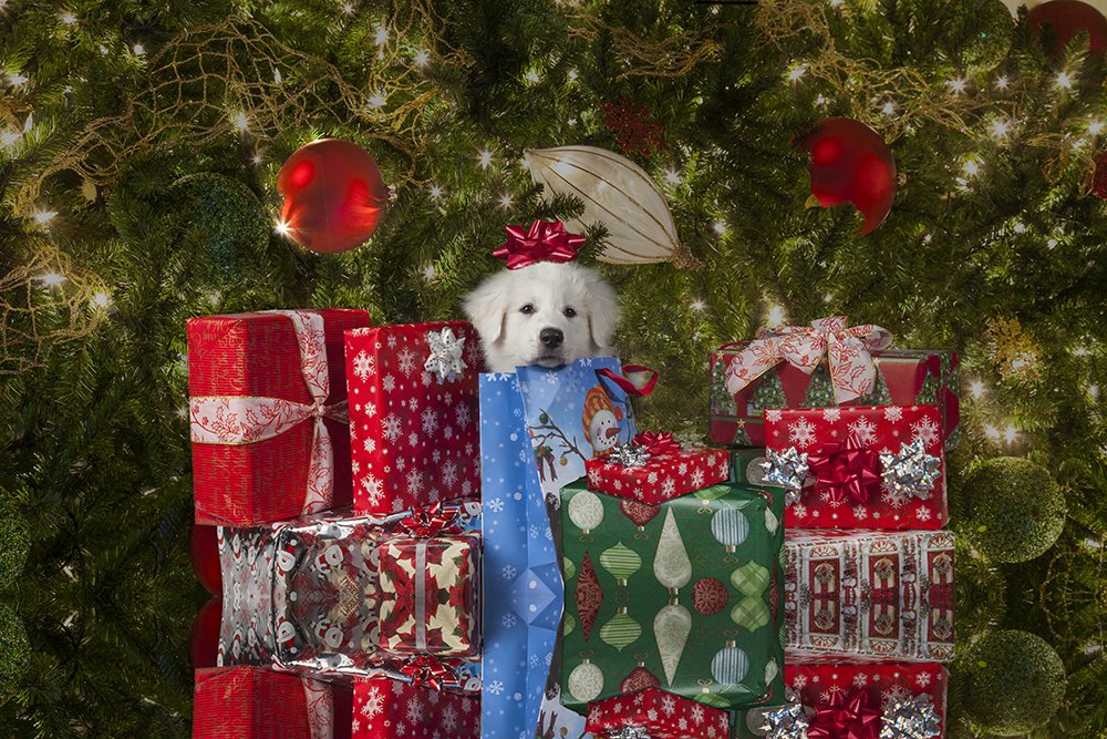 A puppy for Christmas - Jim Zuckerman photography & photo tours