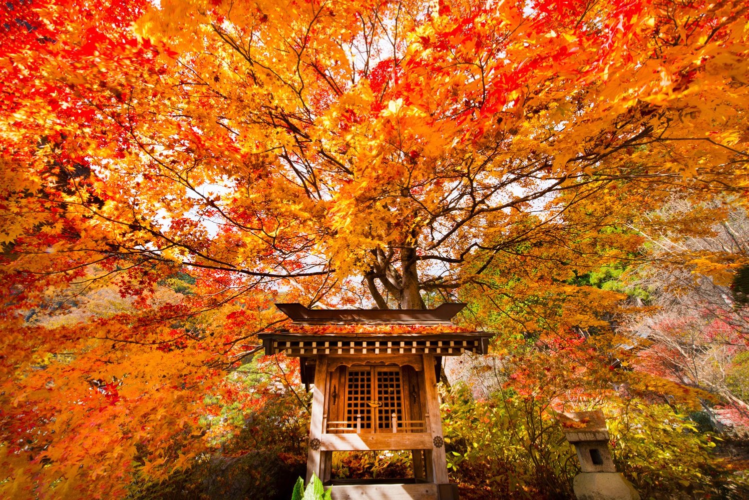 Autumn Leaves Viewing Japan Photo Tour - Blain Harasymiw Photography