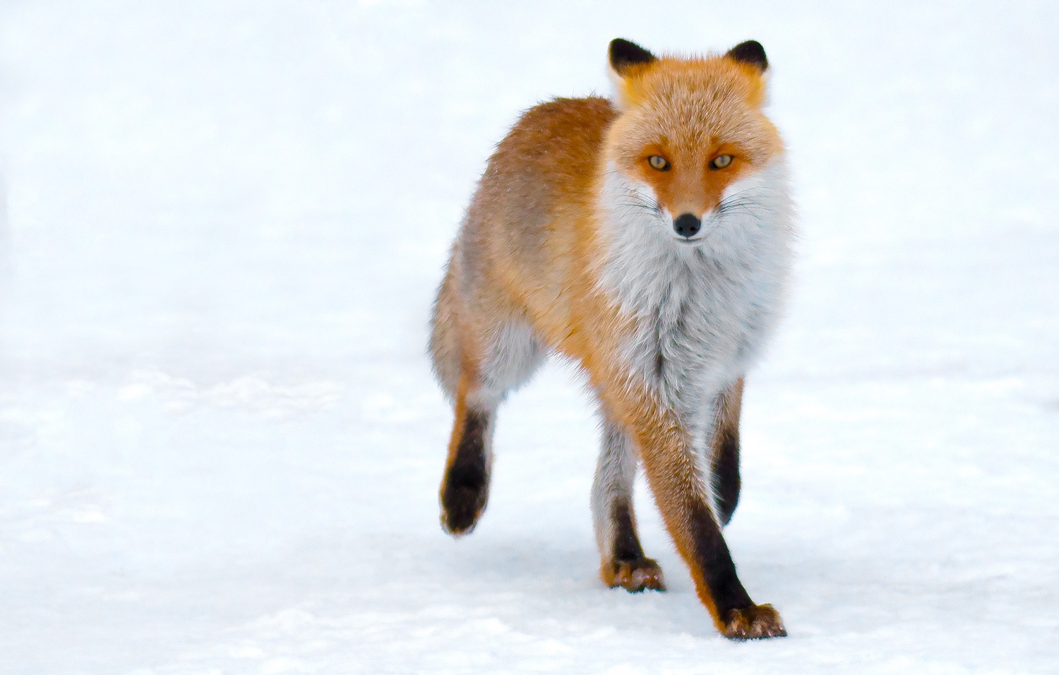 Japan Winter Wildlife Photography Tour - Blain Harasymiw Photography