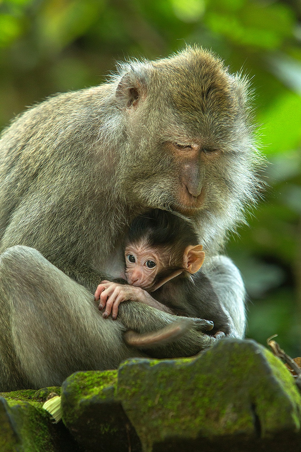 Long tailed macaques, Bali - Jim Zuckerman Photography