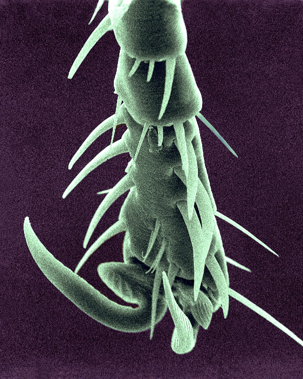 Scanning Electron Microscope Jim Zuckerman photography & photo tours