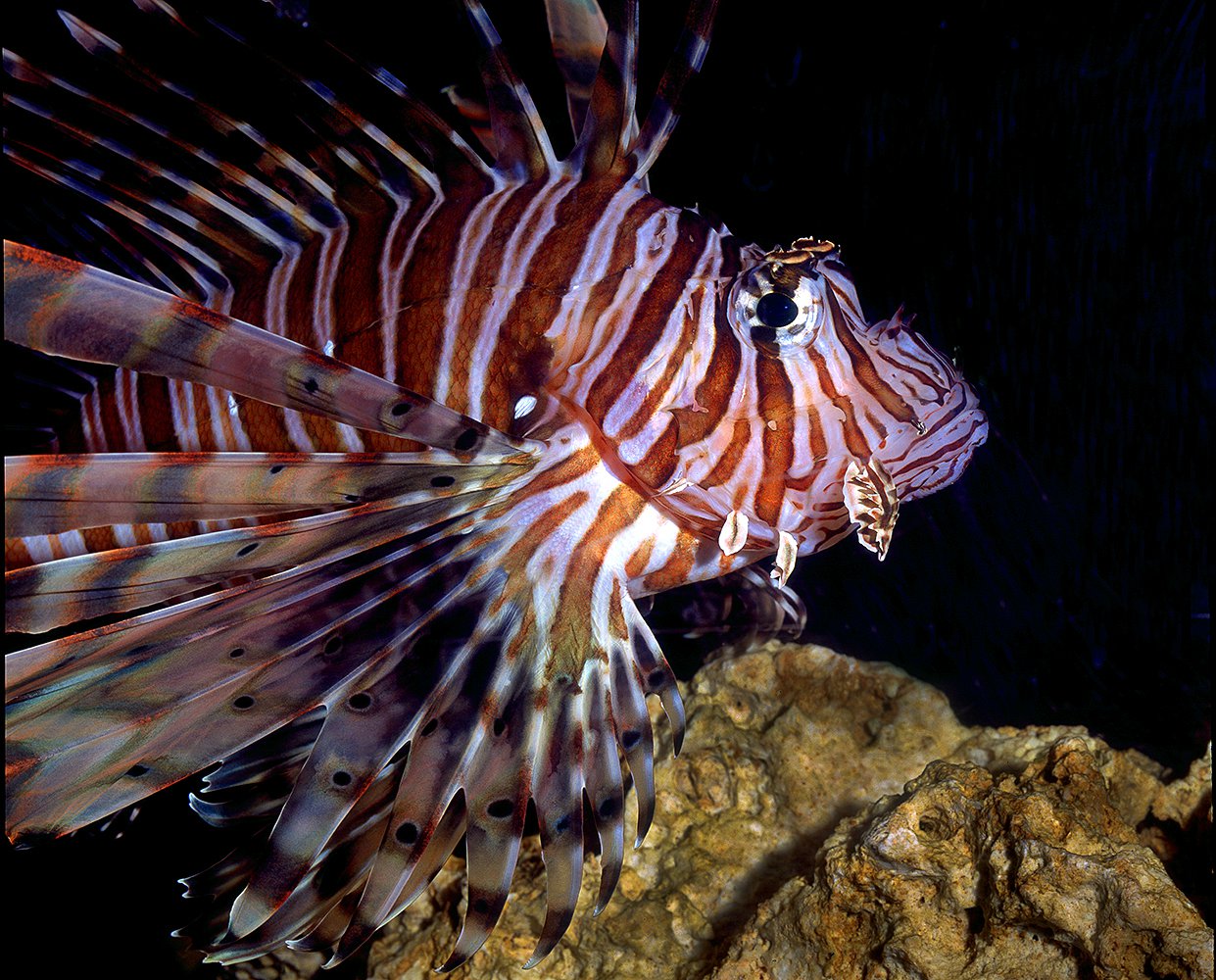 Marine Life - Jim Zuckerman photography & photo tours