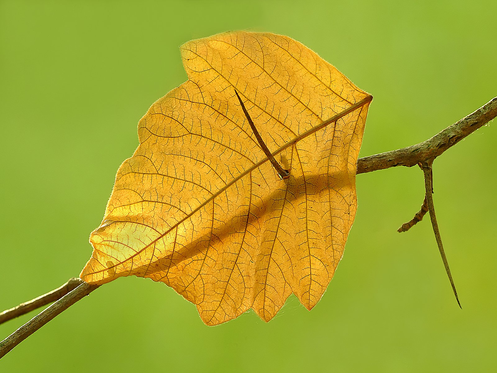 put-your-best-foot-forward-mike-moats-award-winning-macro-photographer