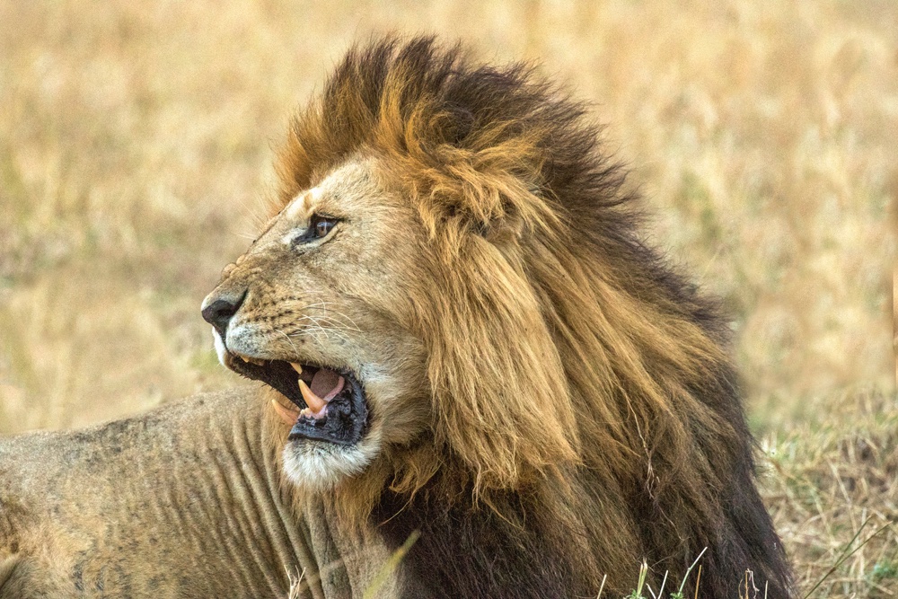 Black-maned lion - Jim Zuckerman photography & photo tours