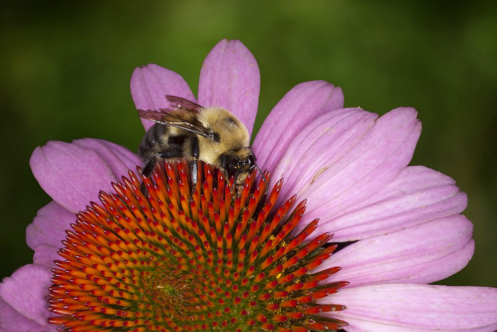 Insects - Jim Zuckerman photography & photo tours