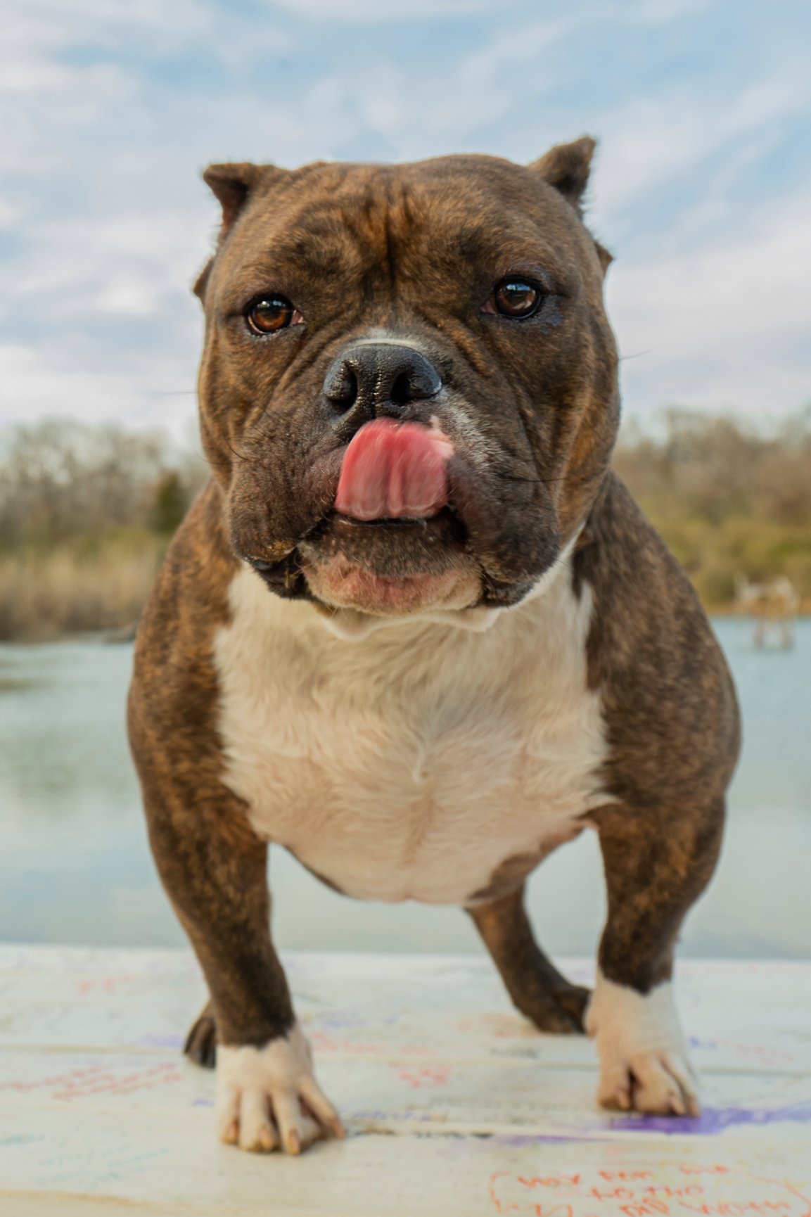 Blue Whale Pup • Tulsa Pet Portraits