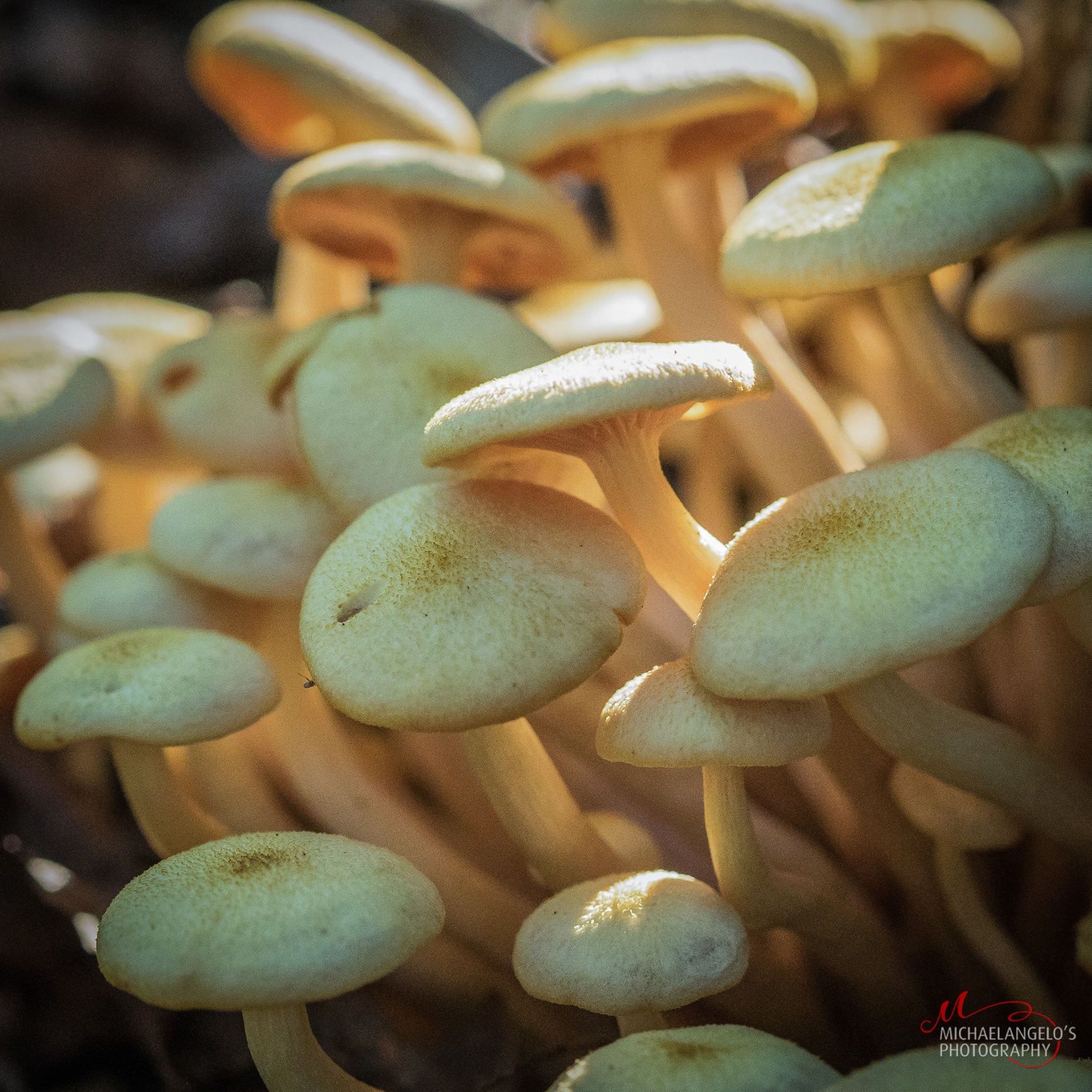 Mushrooms in Northeast Ohio Michaelangelos Photography