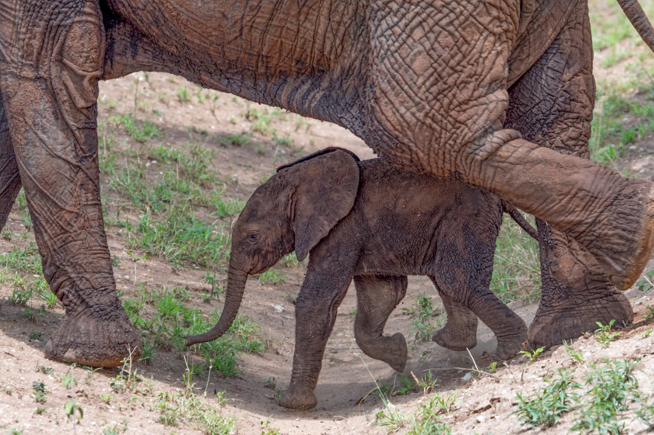 Tanzania Africa image of a baby elephant walking under his mother