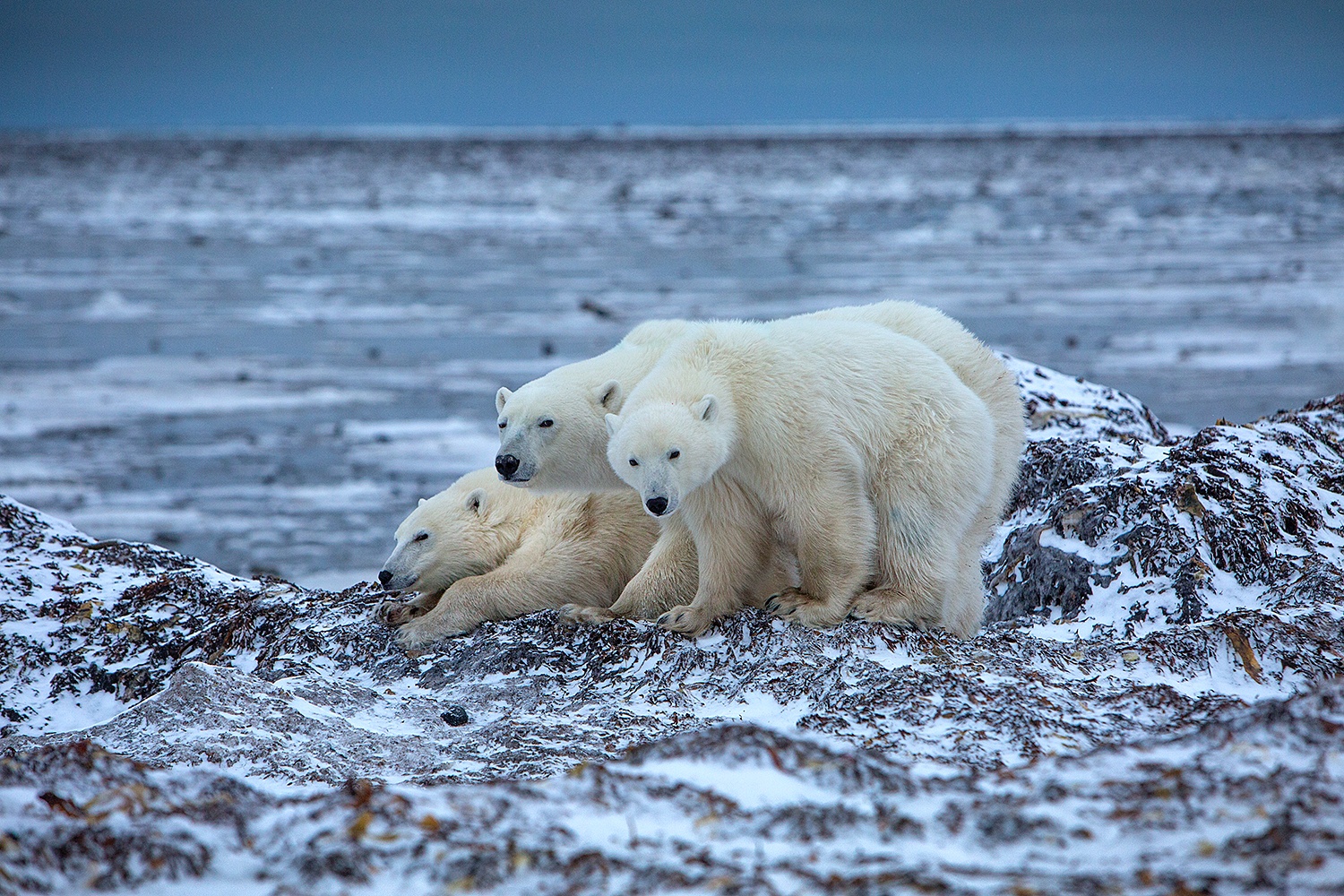 Polar bears 2023 - Jim Zuckerman photography & photo tours