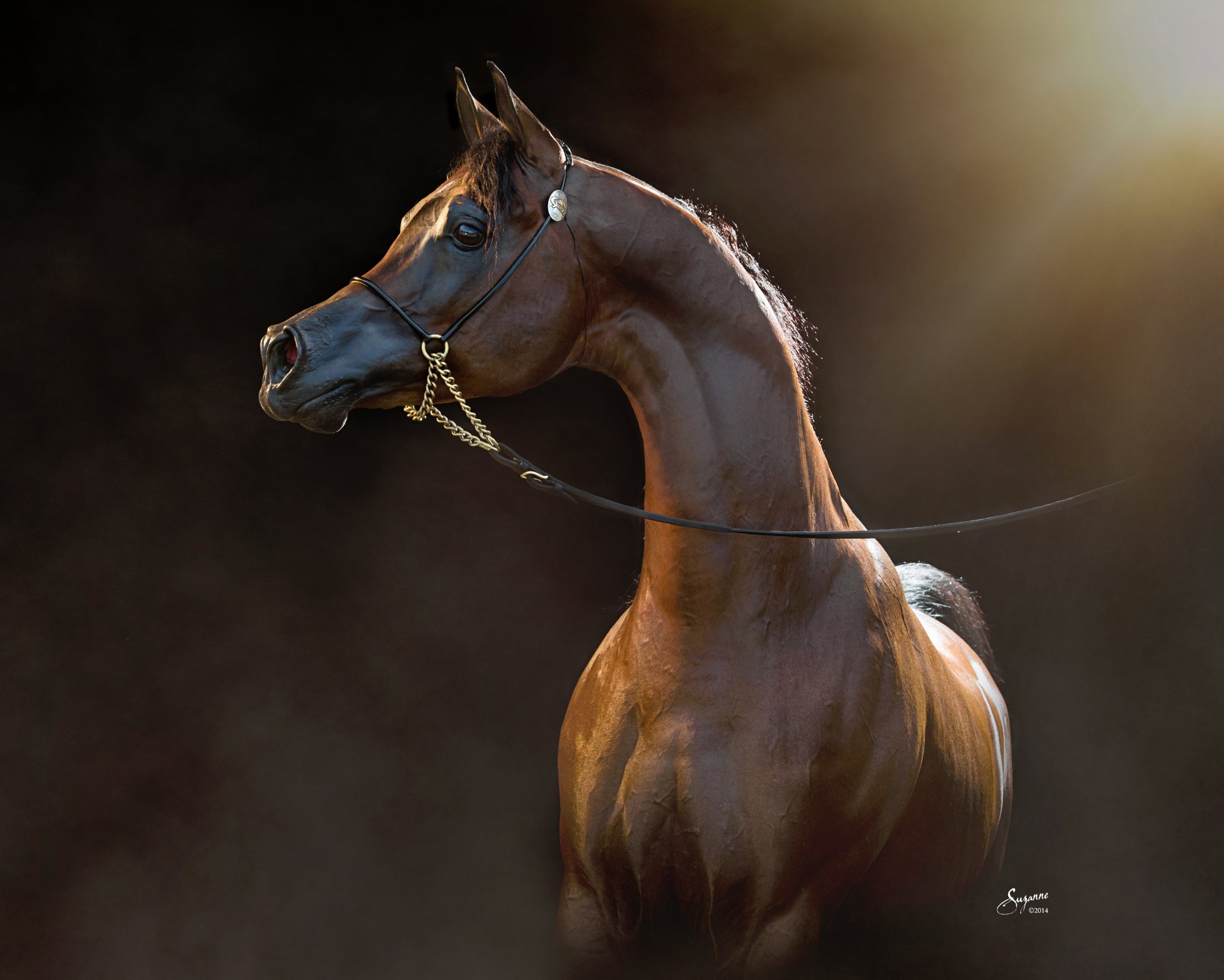 arabian gallery i EQUINE PHOTOGRAPHY by SUZANNE, Inc.