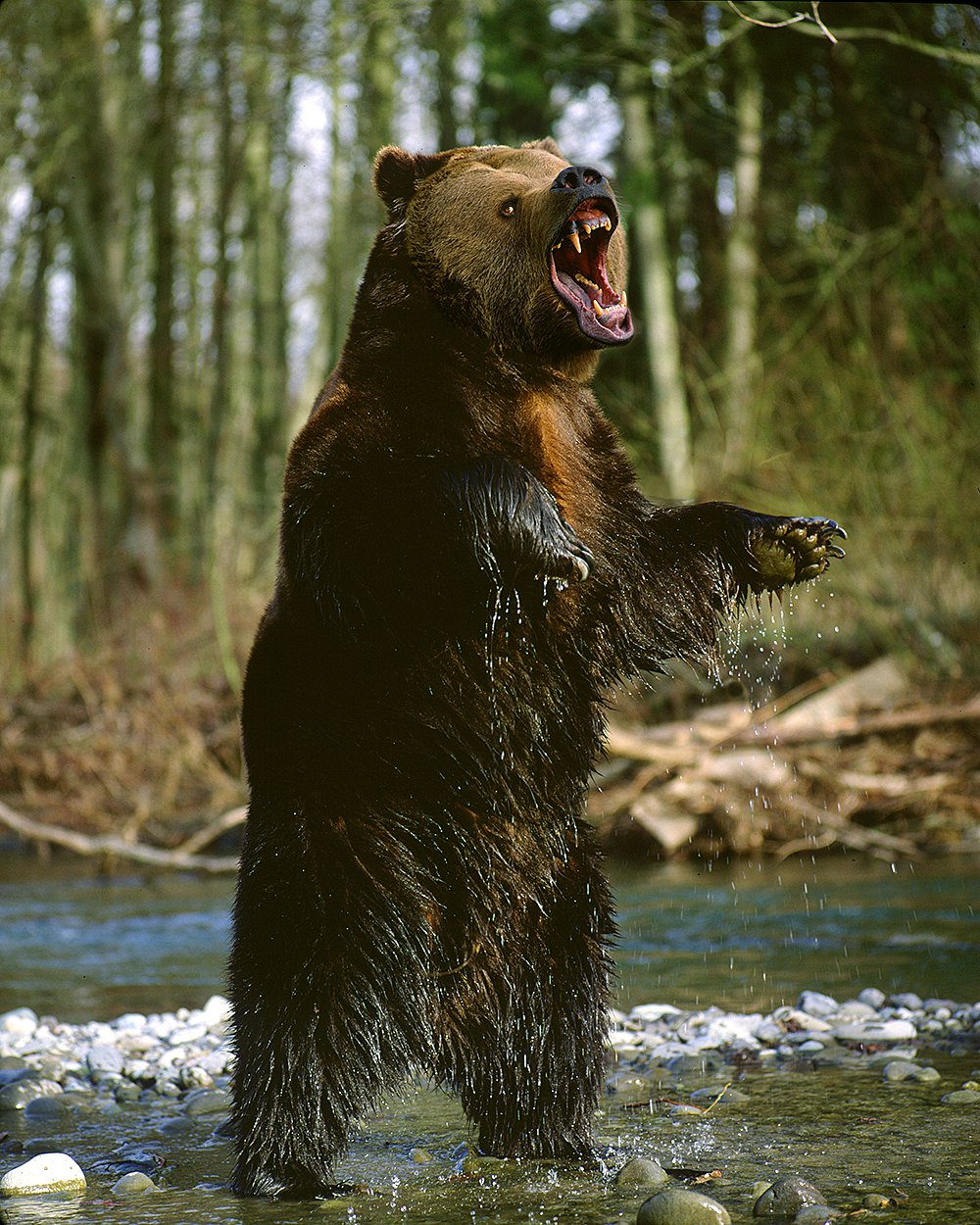 grizzly-aggression-jim-zuckerman-photography-photo-tours