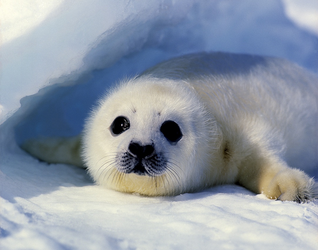 Baby Harp Seal Jim Zuckerman Photography Photo Tours