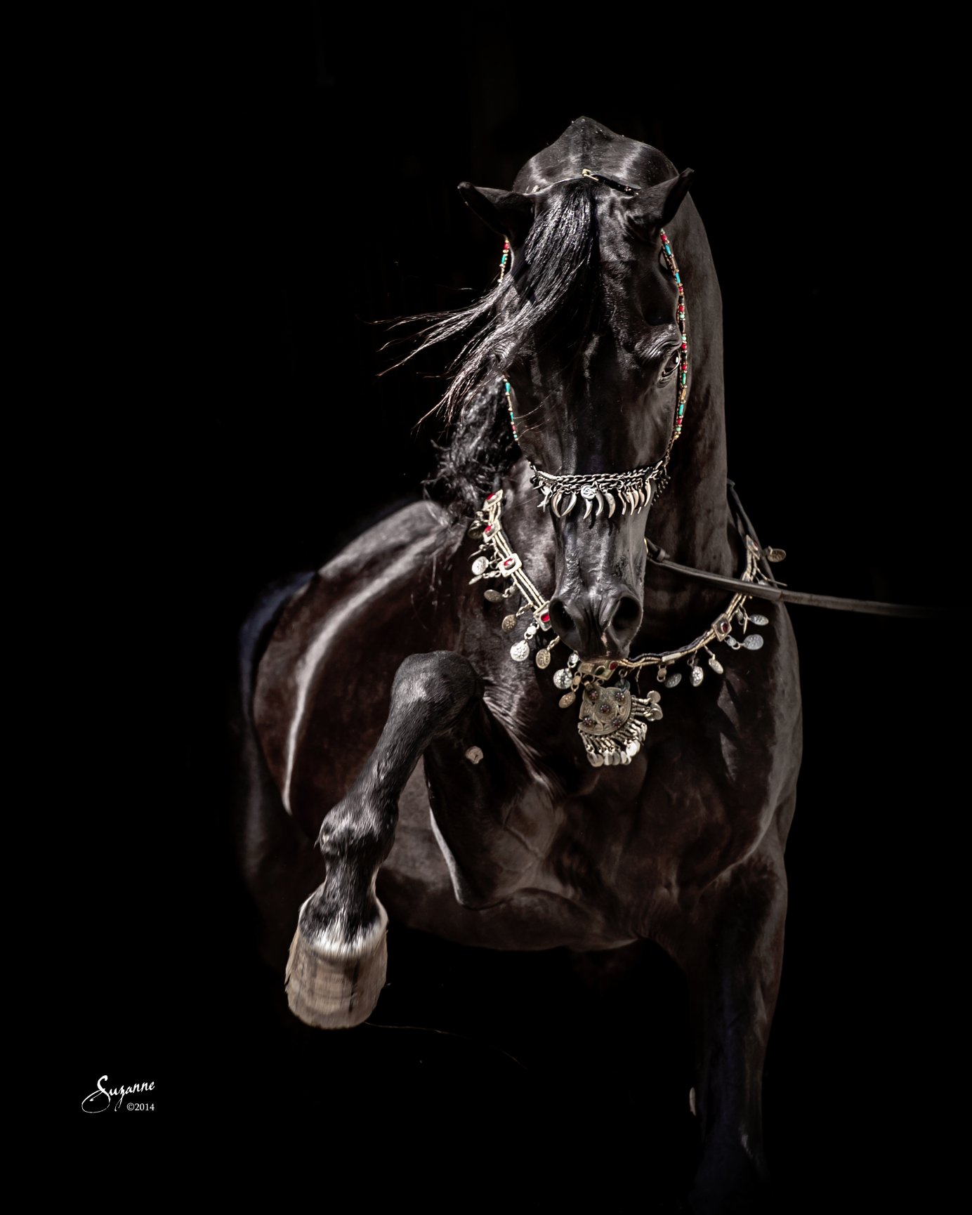 Лошадь с богатой сбруей фото с чёрным фоном