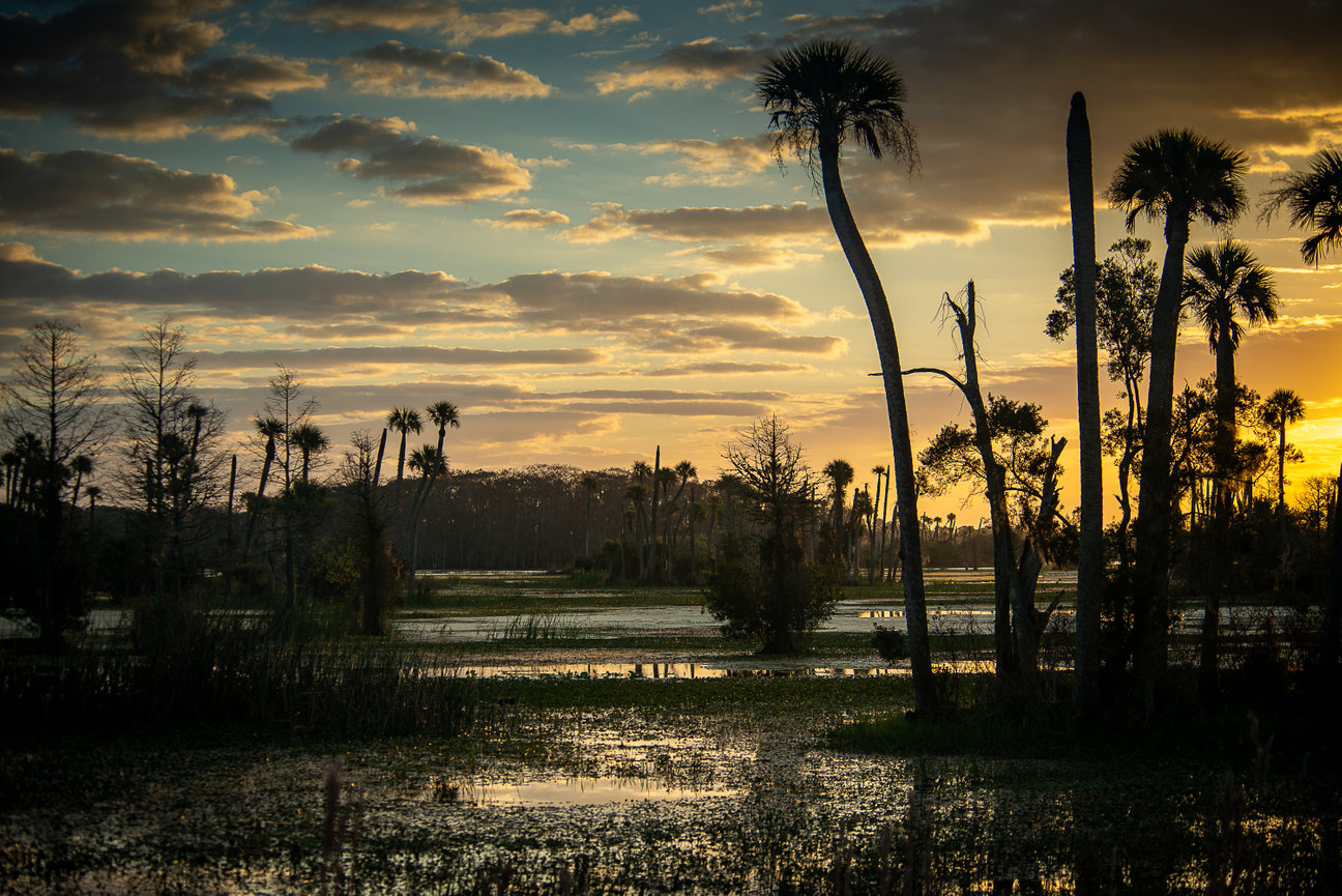 Palm trees and marsh silhouettes in the yellow blue sunrise at Orlando Wetlands Park.