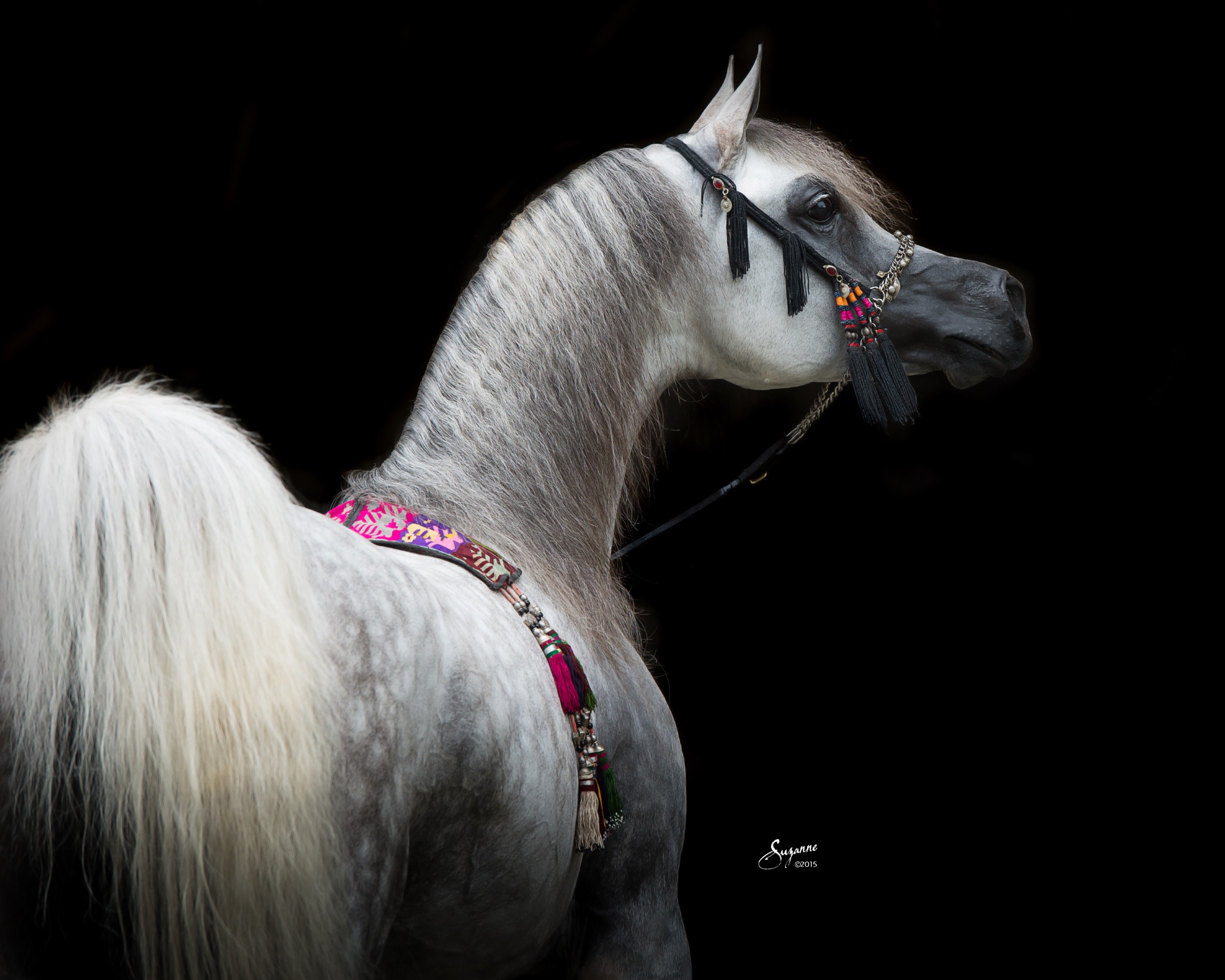 Лошадка м. Марвари масти. Арабские лошади необычных мастей. Барби на лошади арабские. Марвари анфас.