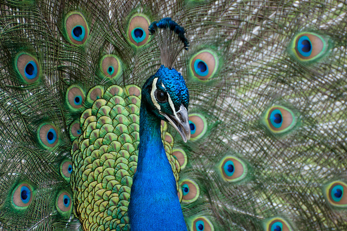 NATURE GALLERY | Susan Phelps Photography | WOKINGHAM
