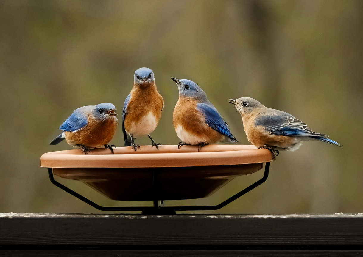 Wall Art Sundberg Photography Photo Canvas Print Abstract Bird