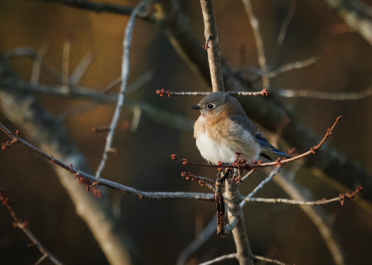 Wall Art Sundberg Photography Photo Canvas Print Abstract Bird