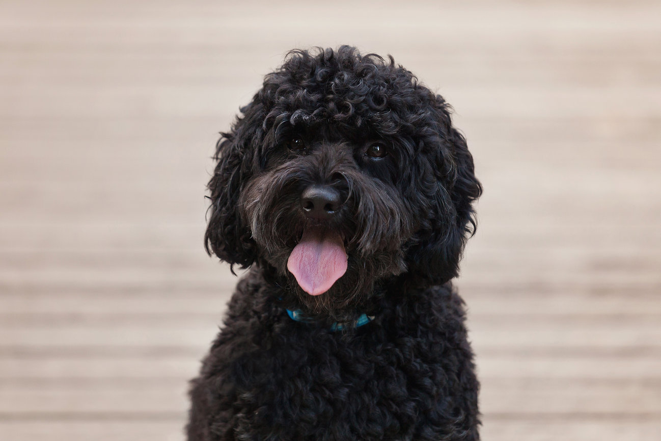Curly-haired black dog with tongue out against a blurred background.