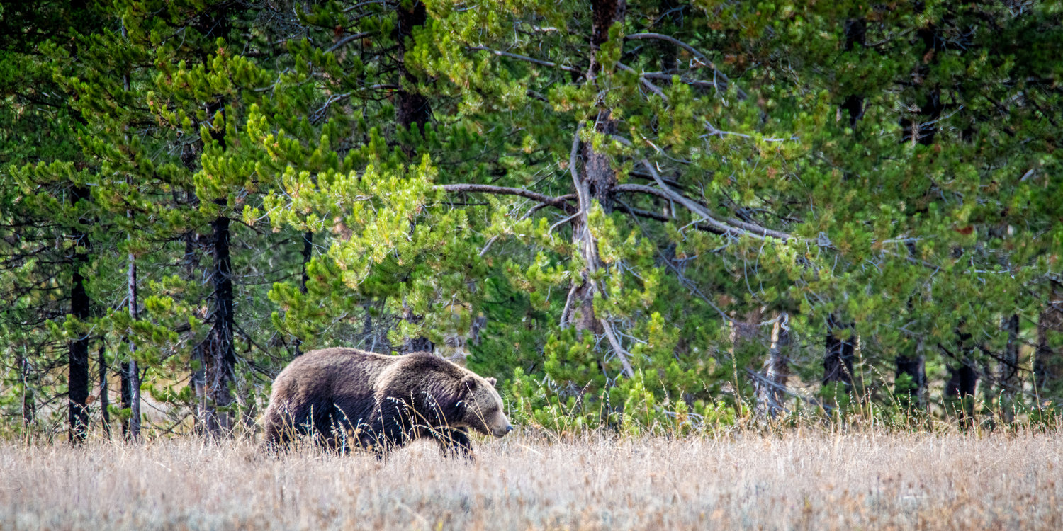 Grizzly Bear in a field Grand Teton National Park