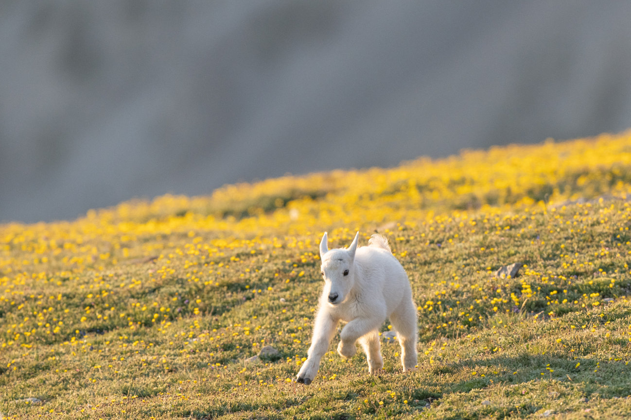 Baby Mountain Goat running through a field of yellow flowers Beartooth Highway Montana