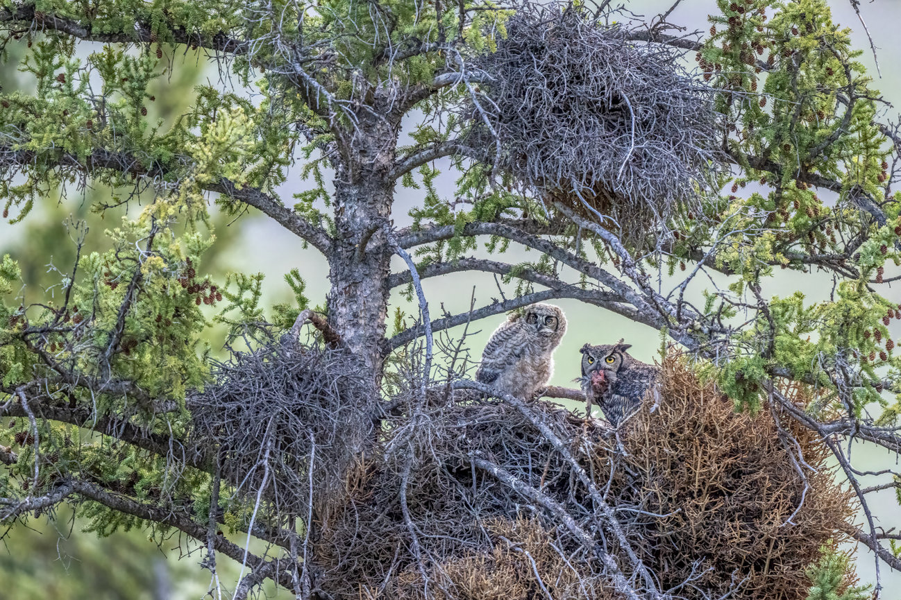 Great Horned Owl feeds her baby in Yellowstone National Park