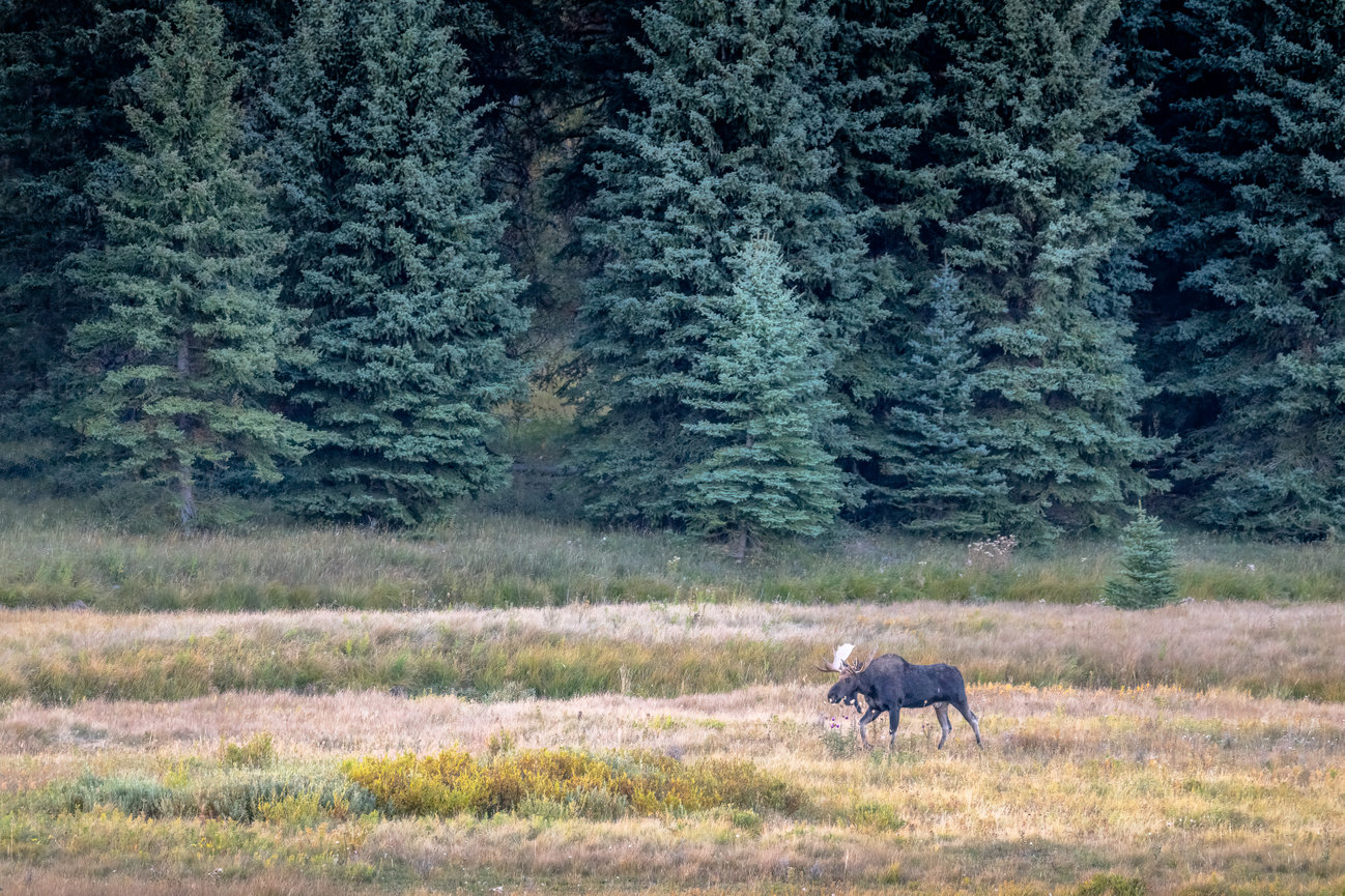 Wandering Moose in a field at dusk Grand Teton National Park