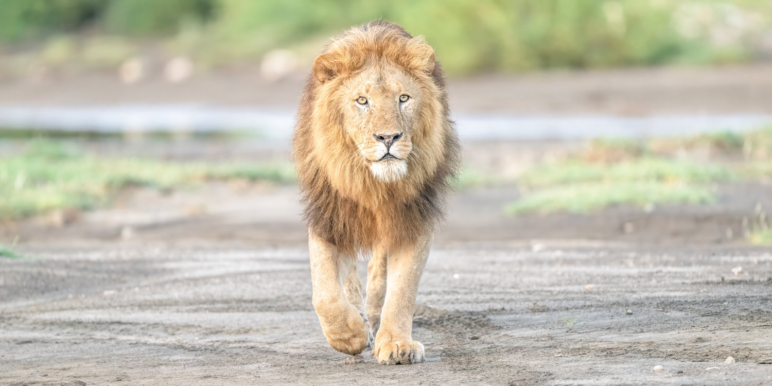 Tanzania Africa an image of a male lion walking straight toward us at sunrise