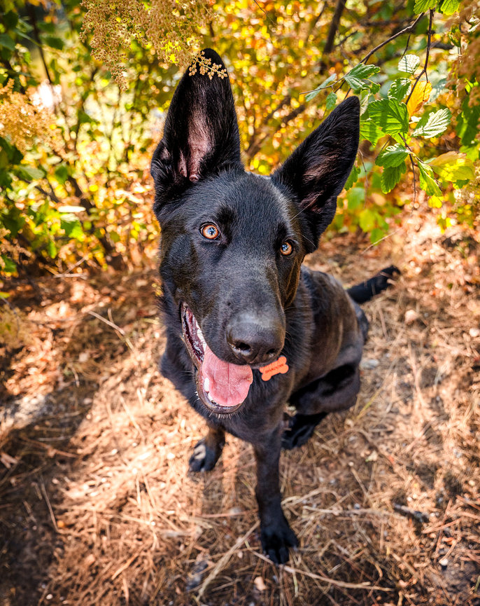 Black German Shepherd in a North Idaho park looking up at the camera.