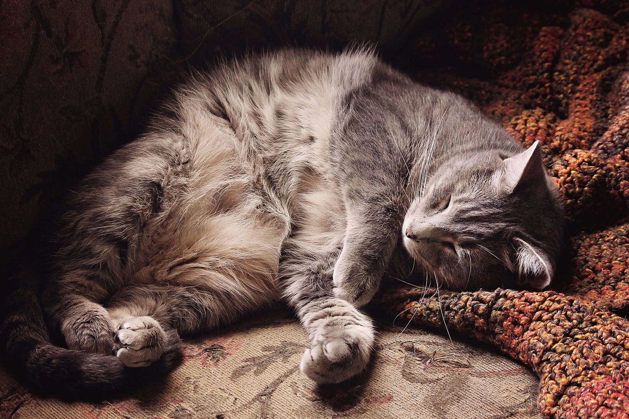 a grey tabby is sleeping belly up on an autumn colored blanket