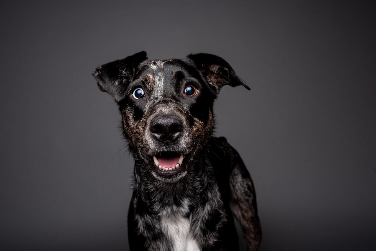dog photographer, stacey sherman's rescued dog, aussie-lab mix at barkhop studio near philadelphia