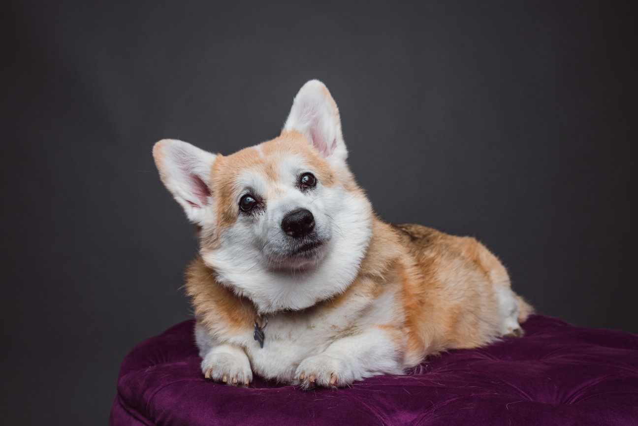 corgi's senior legacy and end of life photo session in studio at barkhop studio near downingtown pa