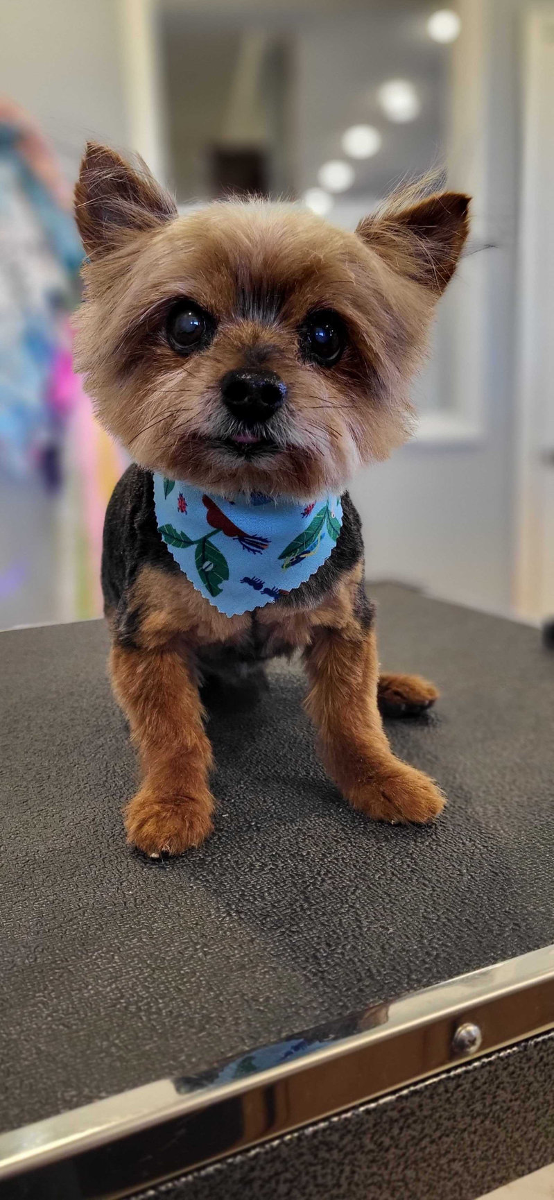 GROOMING Amarillo Fetch