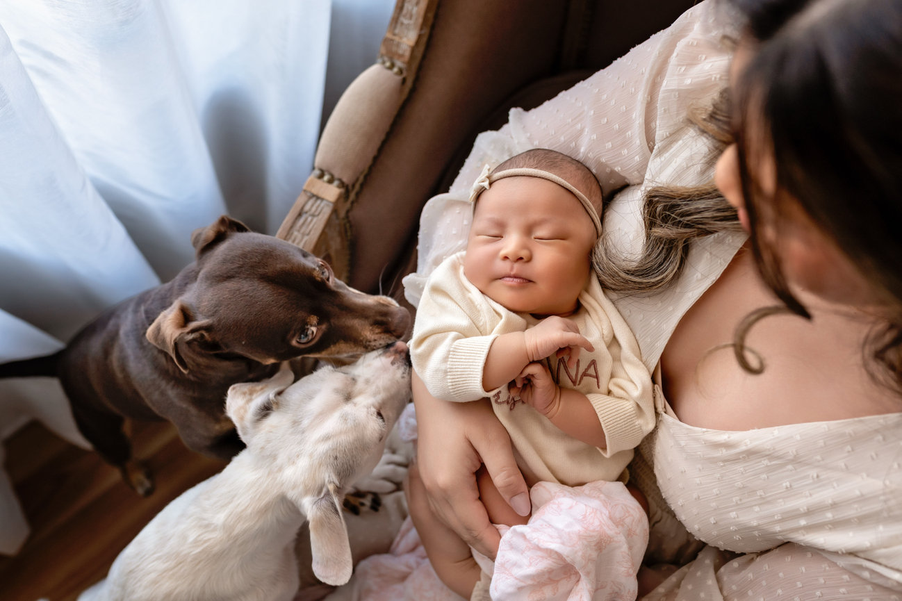 Newborn baby in mother’s arms while two dogs gently sniff nearby- Melissa madden photography