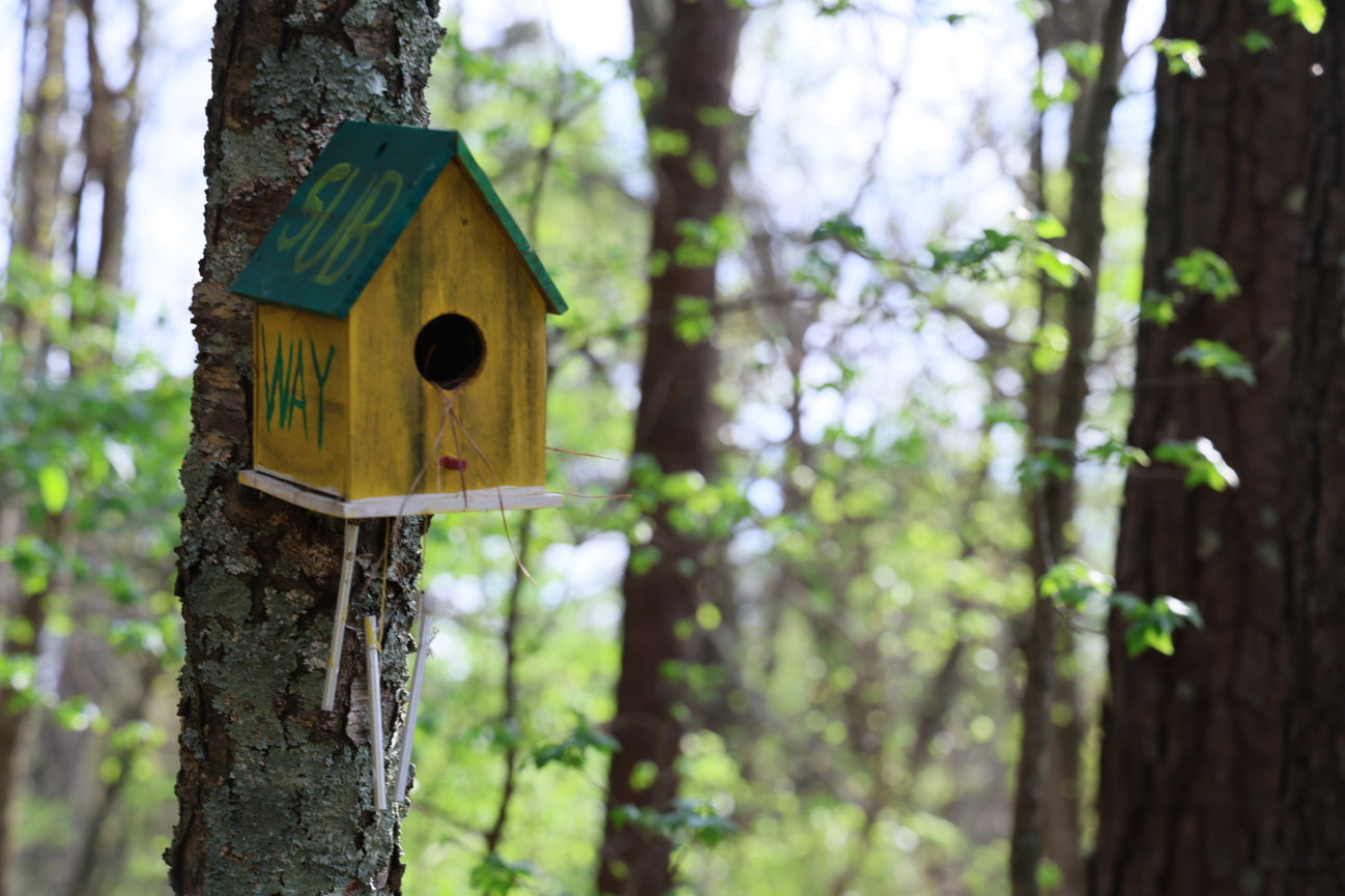 A birdhouse mounted on a tree in a forest with soft green bokeh.