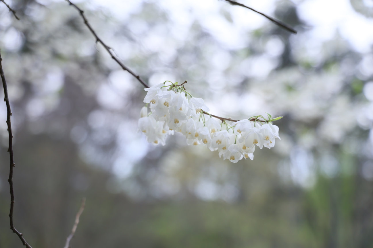 Close-up of a white blossom on a branch with a blurred background.