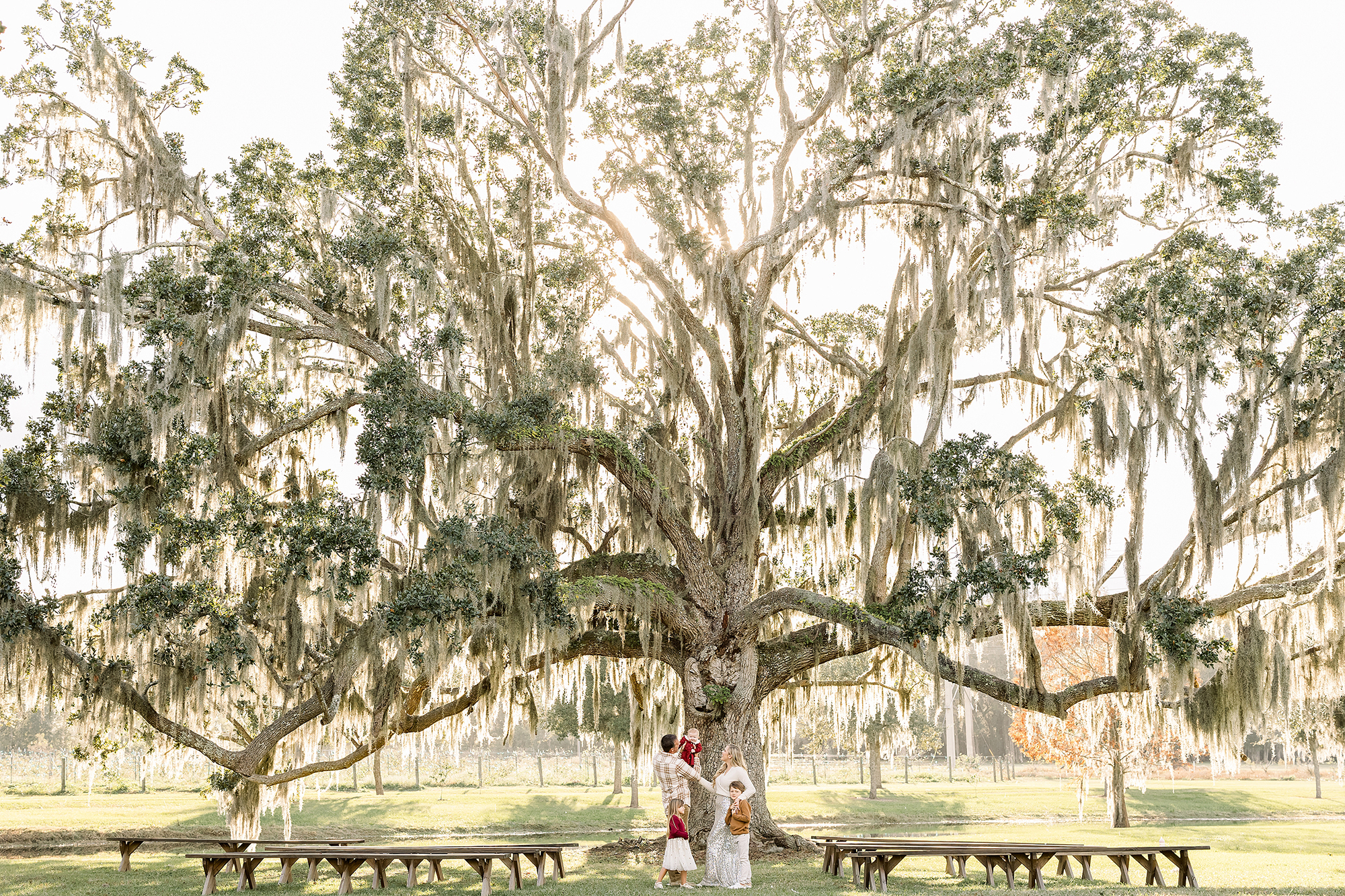 Large oak tree in the afternoon sun at Congaree and Penn farm.