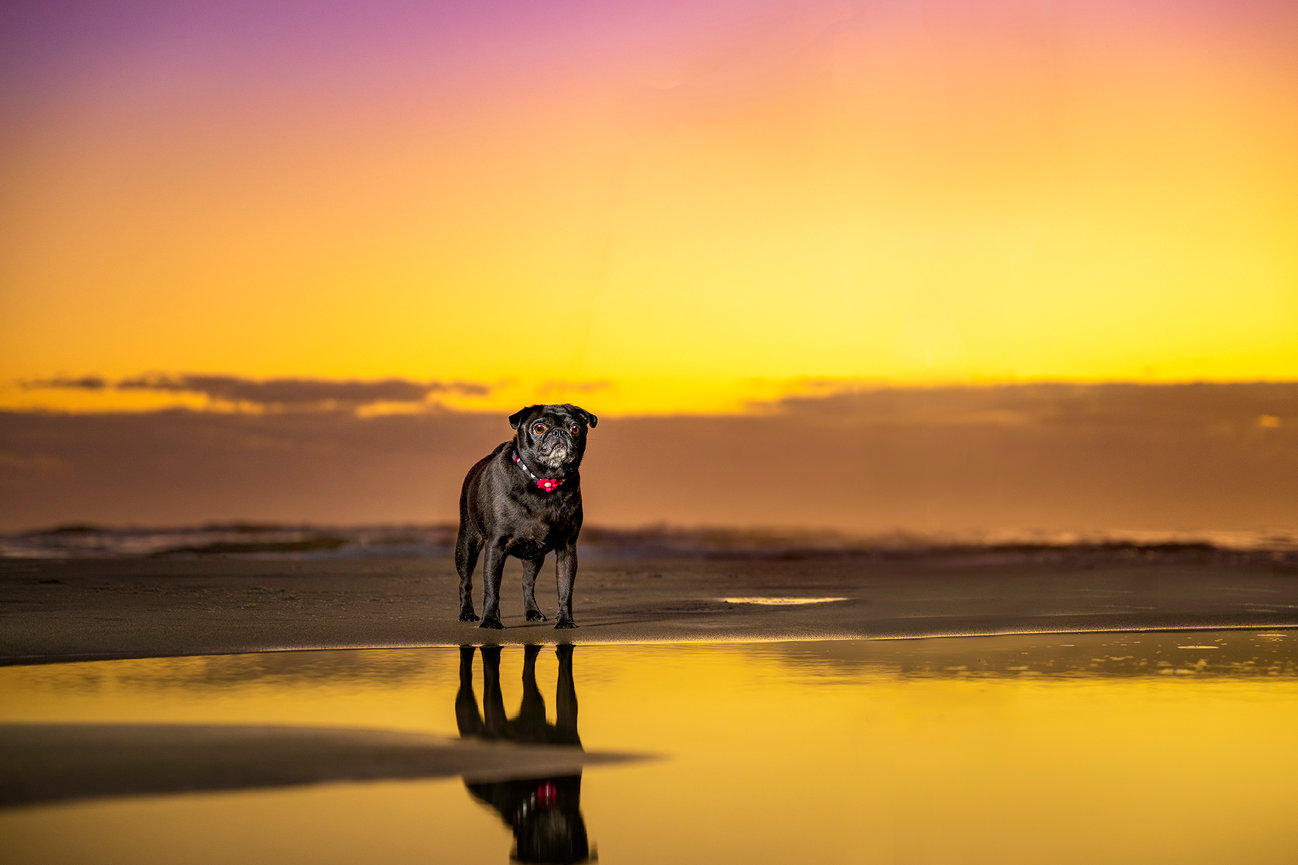 Black pug standing on a reflective shoreline at sunrise in Northeast Florida. Sunrise dog photography by The PAWtographers.