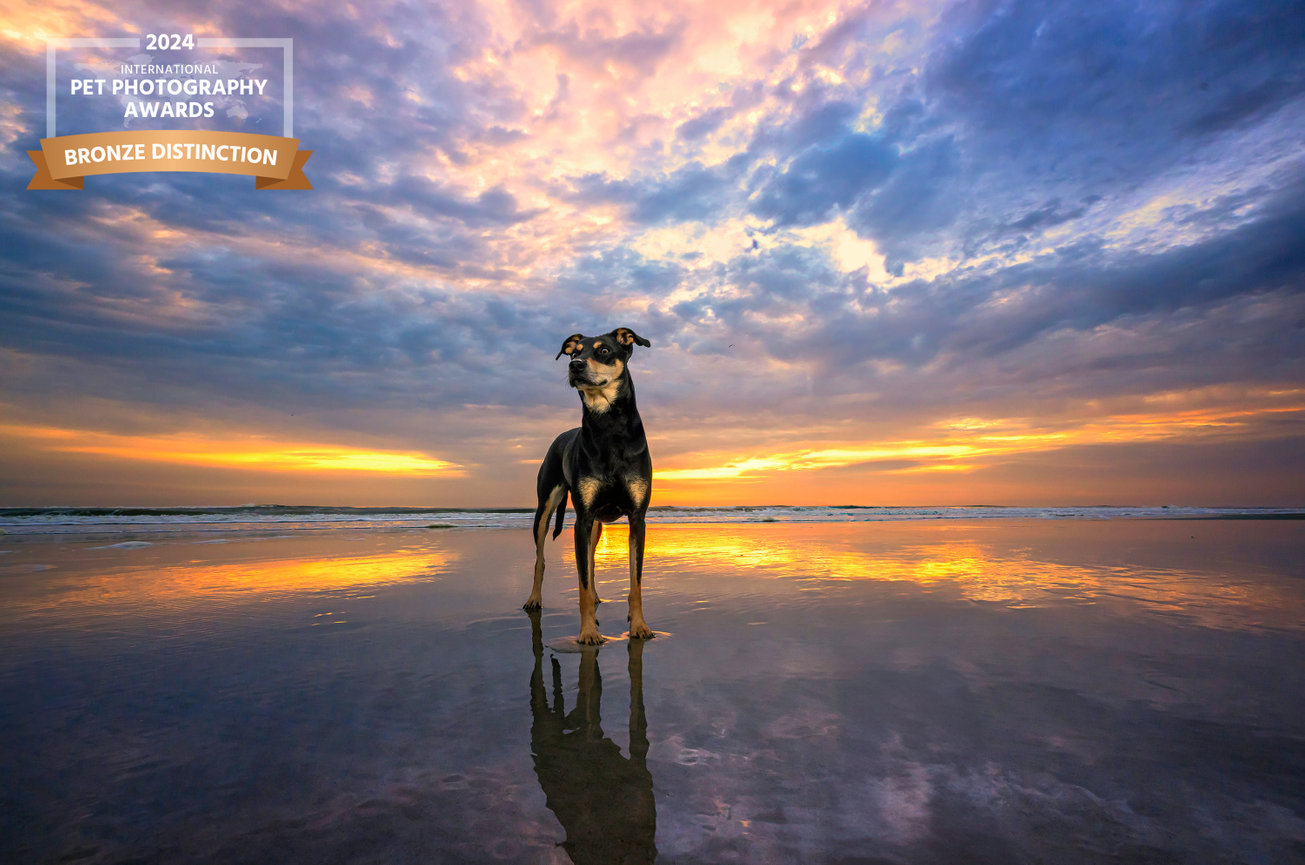 Mixed breed dog standing confidently on a wet, mirror-like beach at sunset, with dramatic clouds and glowing colors. Awarded Bronze Distinction in the 2024 International Pet Photography Awards.