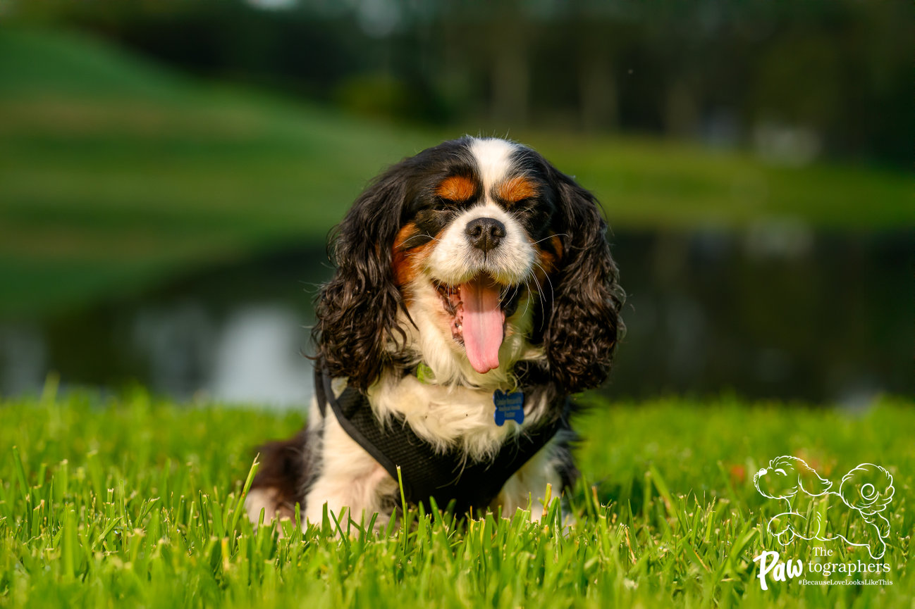 Tri-color Cavalier Sailor laughing during her SIT STAY LOVE adoption portrait session in Florida