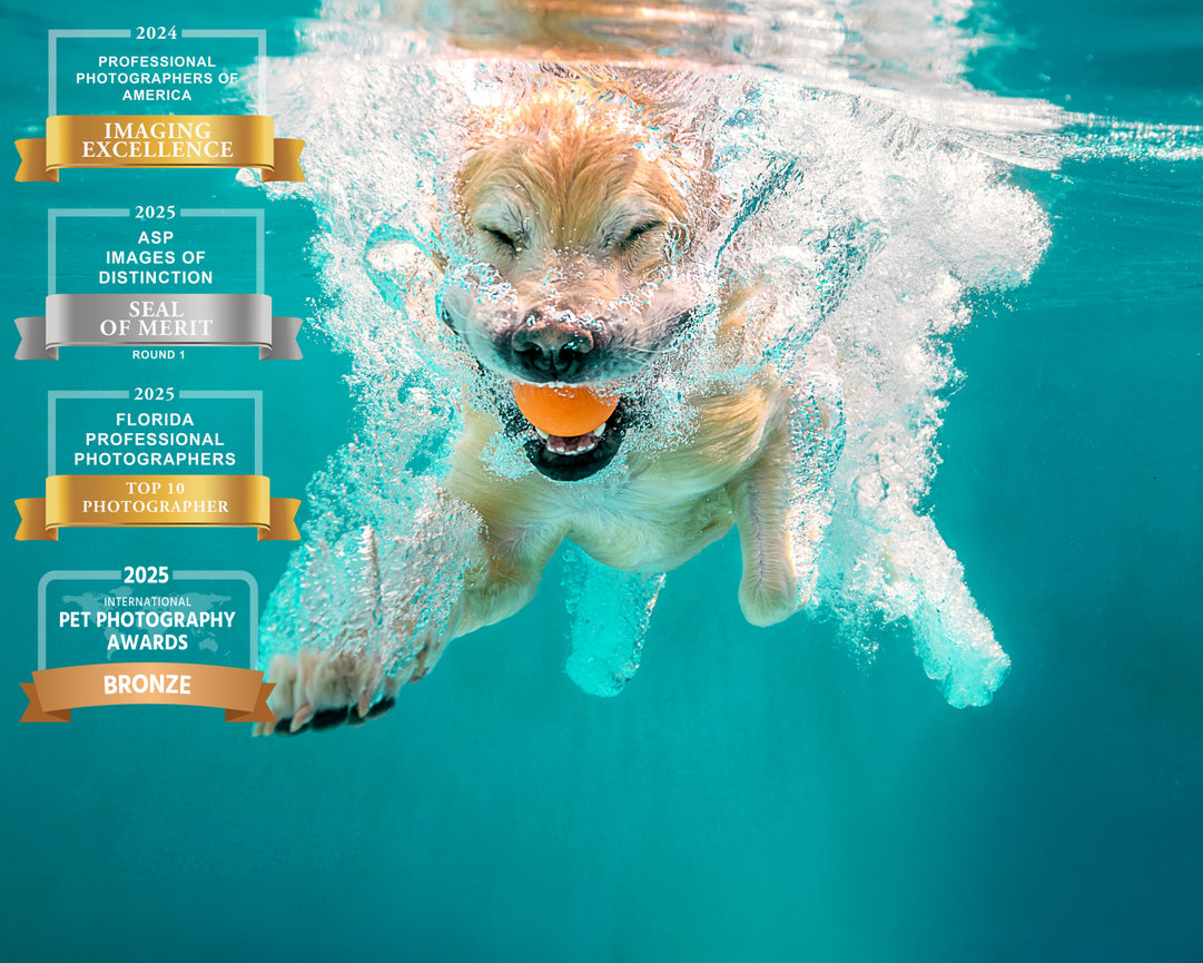 Golden Retriever diving underwater with a joyful expression, reaching for an orange ball. Recipient of Imaging Excellence from PPA in 2024.