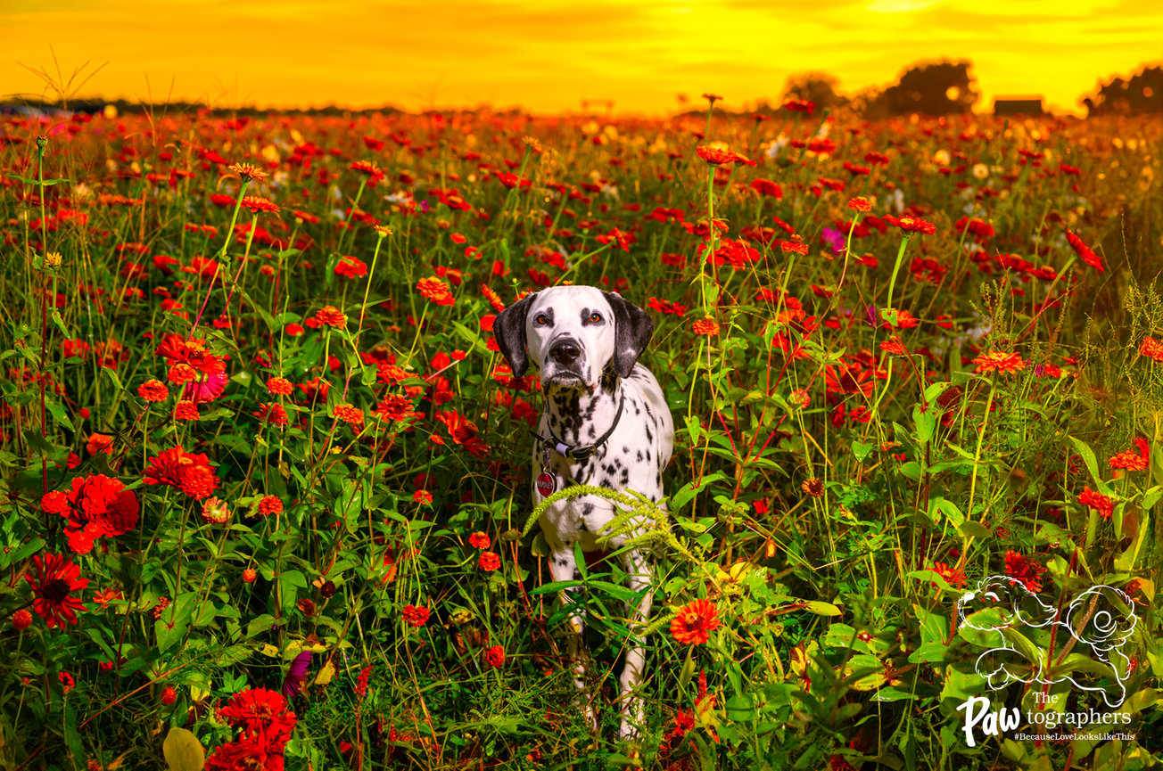 Dog models for The PAWtographers photography projects