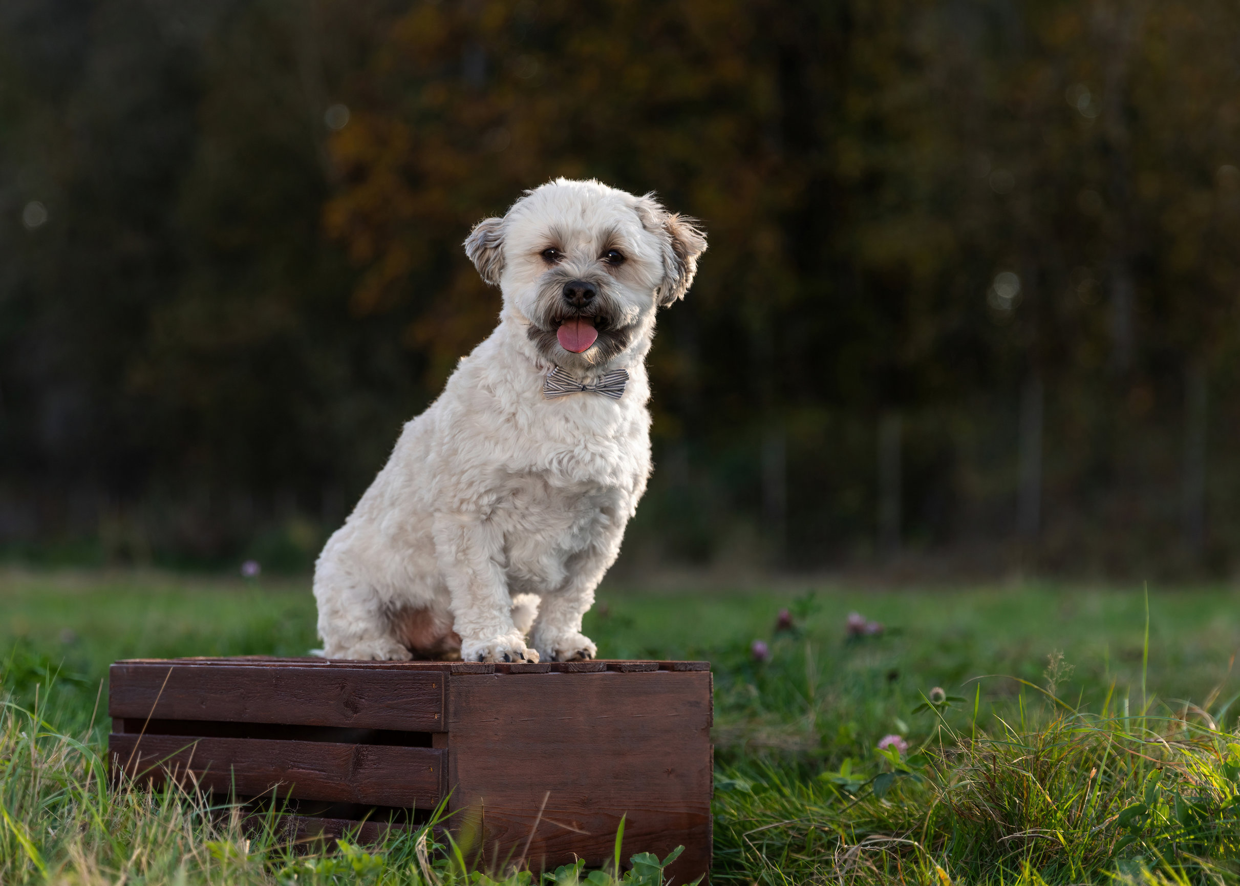Pet Photography Packages Cedar & Bark Photography