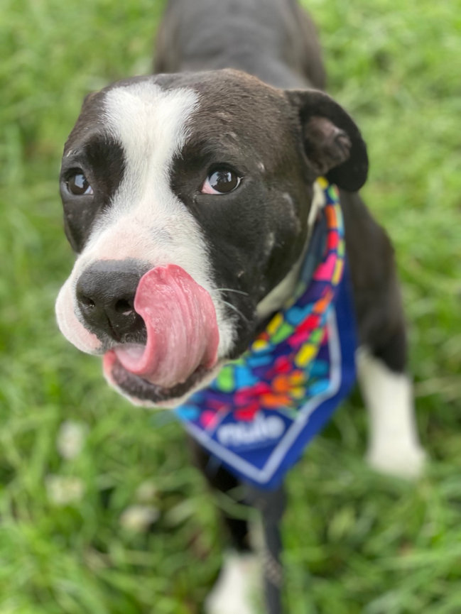 Black and white dog wearing a colorful bandana and looking at the camera.