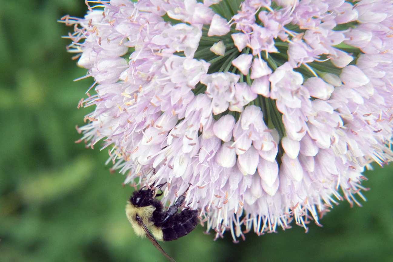Bee gathering pollen on a large white Allium flower