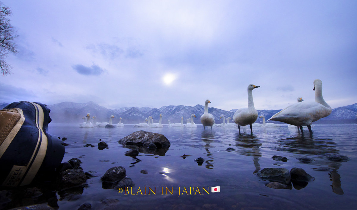 Angelic Whopper Swans - Hokkaido Wildlife Photography Tour