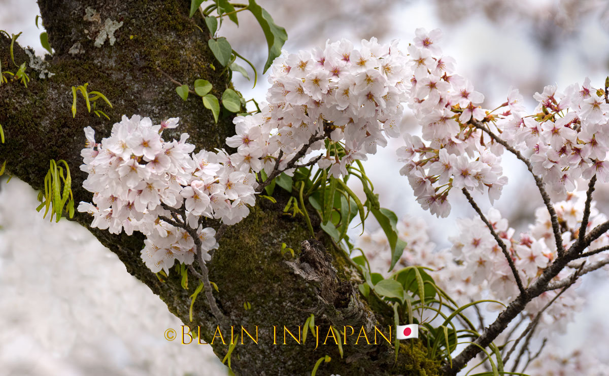 April 5 - 15, 2027 Cherry Blossom Photo Tour - Blain Harasymiw