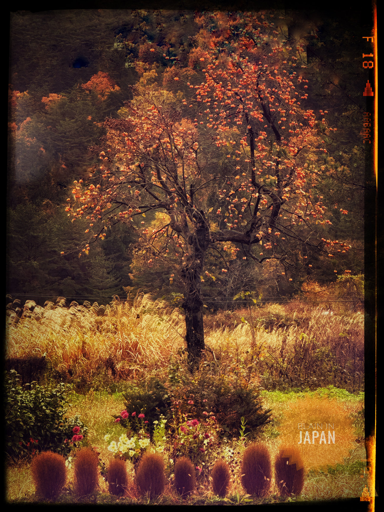 October Fall Background Japan Oct. 2024- Essence of Autumn - Japan Photo Tour - Blain Harasymiw ...